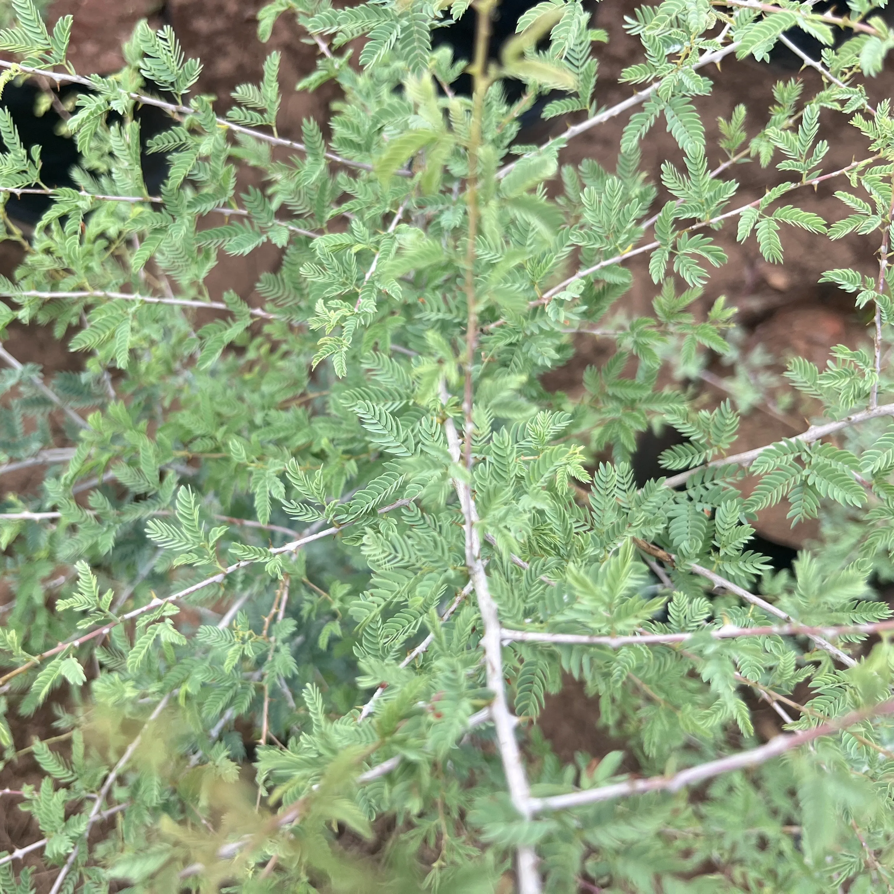 Jand Plant (Prosopis cineraria) For Sale
